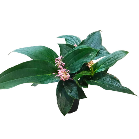 Medinilla Magnifica
