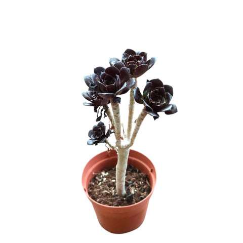 Aeonium