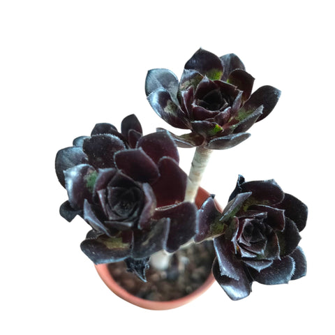 Aeonium