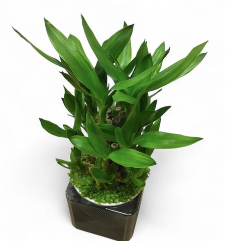 Lucky Bamboo (Dracaena Compacta) Hydro 4194