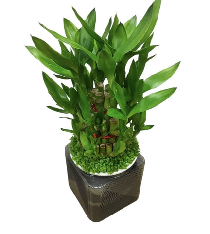 Lucky Bamboo (Dracaena Compacta) Hydro 4194