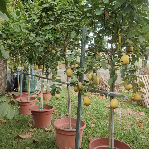 Topiary Lemon Tree (Citrus limon)