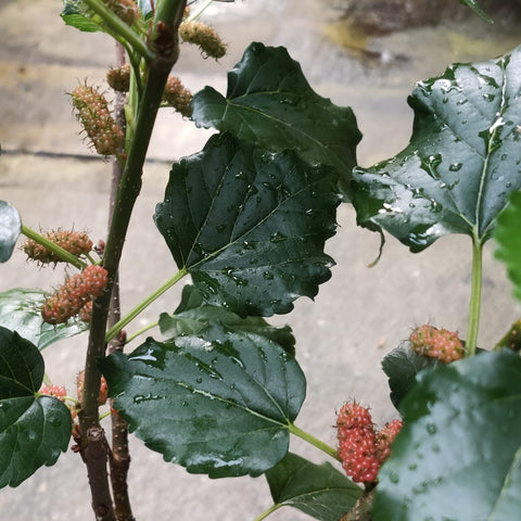 Mulberry (Morus)