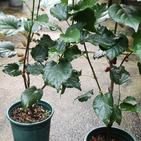 Mulberry (Morus)
