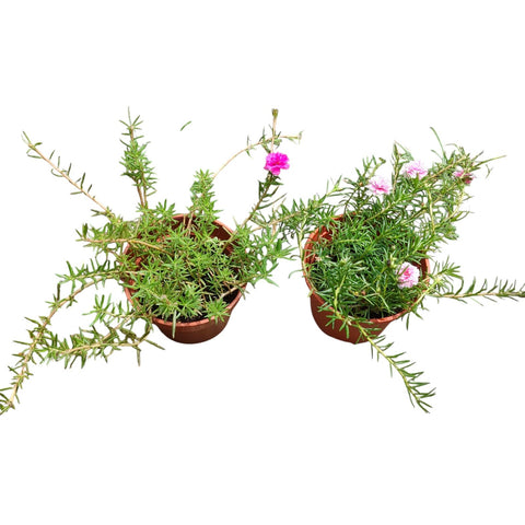 Portulaca Grandiflora (Moss Rose)