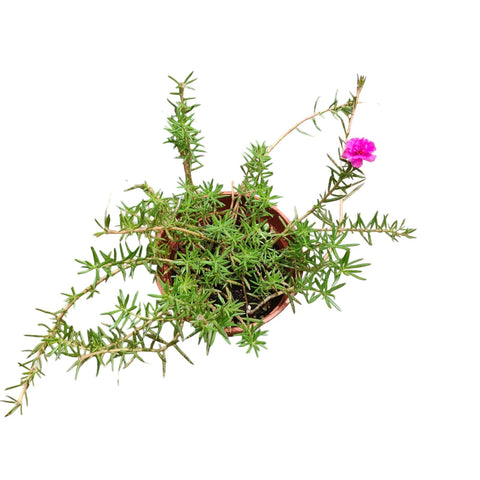 Portulaca Grandiflora (Moss Rose)