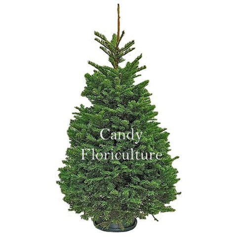 (2026) 4-5ft NOBLE FIR Live Christmas Tree