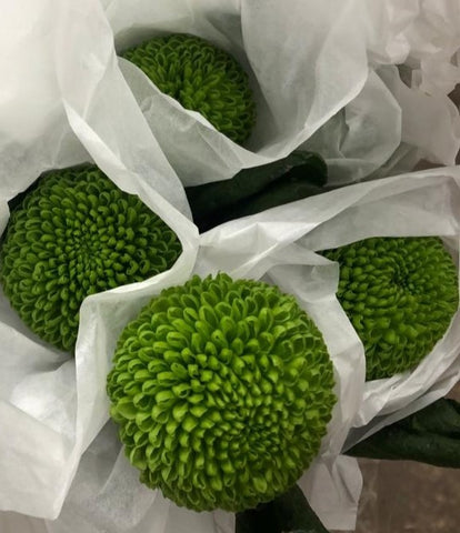 FreshCut Chrysanthemum Ping Pong