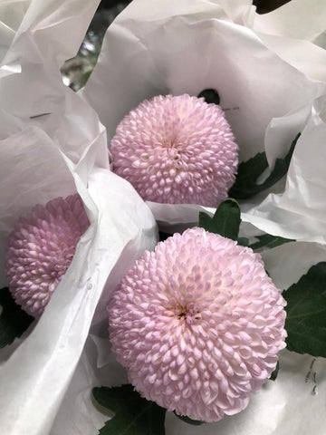 FreshCut Chrysanthemum Ping Pong