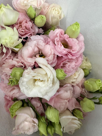FreshCut Eustoma