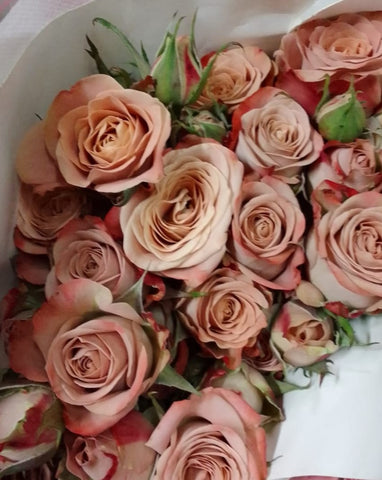 FreshCut Rose Spray
