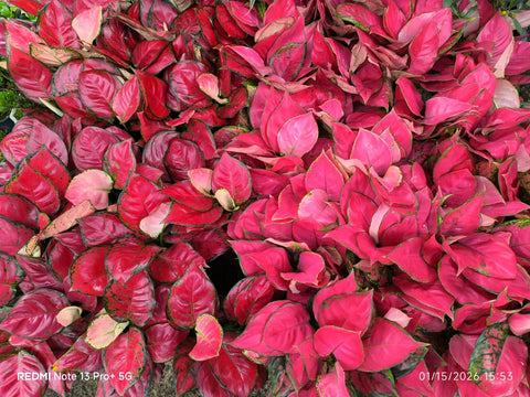 Aglaonema 'Super Red'