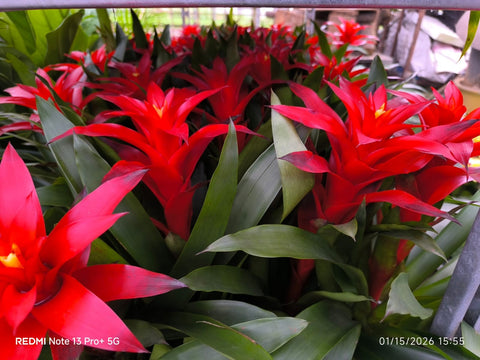 Guzmania Lingulata (Pineapple Flowers)