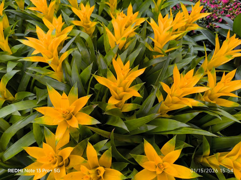 Guzmania Lingulata (Pineapple Flowers)
