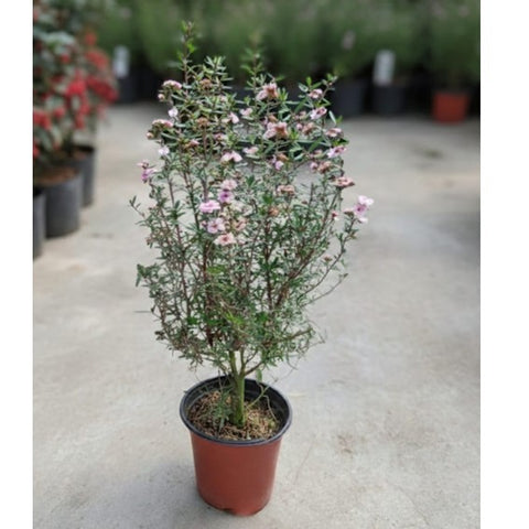 Leptospermum scoparium (Broom Tea-Tree)