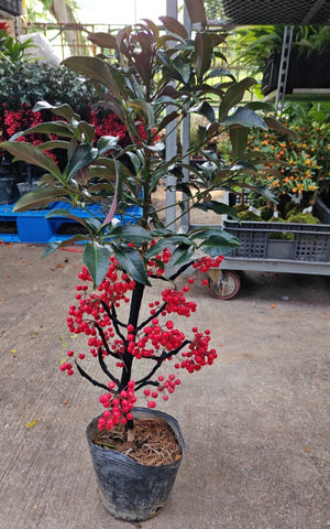 Coral Berry 朱砂根 (Ardisia Crenata)