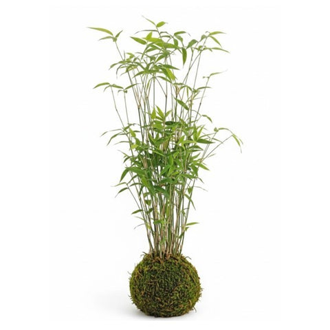 Sasa pygmaea Kokedama (2540)