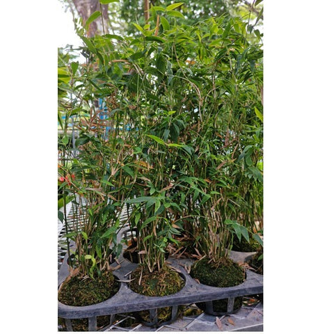 Sasa pygmaea Kokedama (2540)