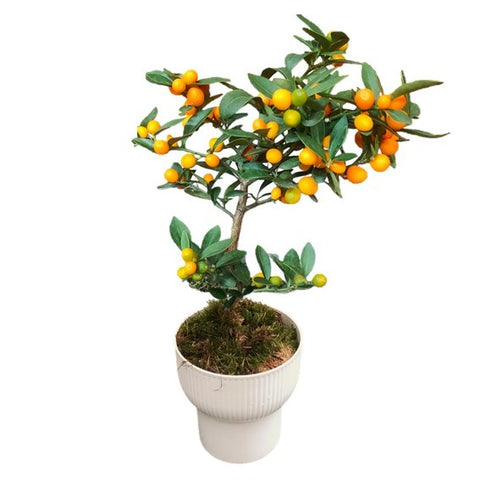 Mini KinKan 金柑 (Fortunella Japonica)