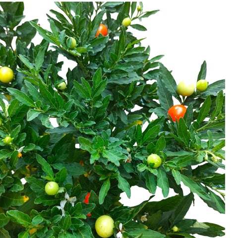 Jerusalem cherry (Solanum pseudocapsicum)