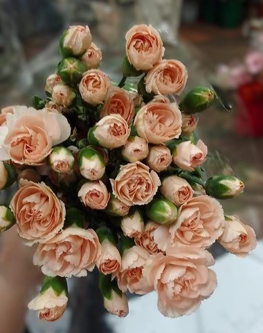 FreshCut Carnation Spray