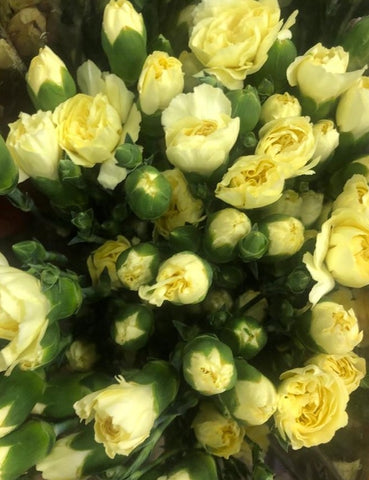 FreshCut Carnation Spray