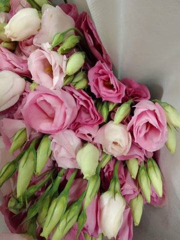FreshCut Eustoma