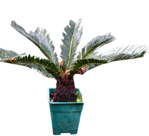Sago Palm (Cycas Revoluta)