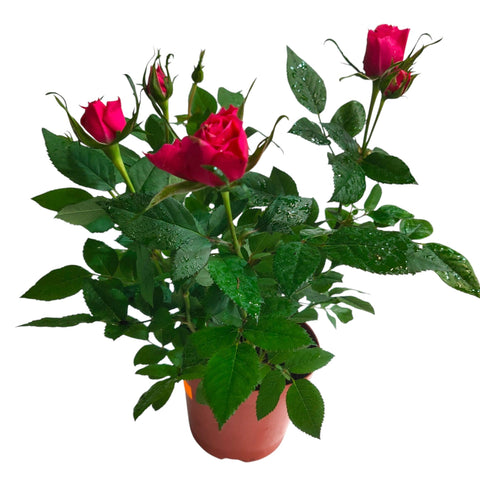 Potted Garden Rose 玫瑰花 12-14cm(Ø)