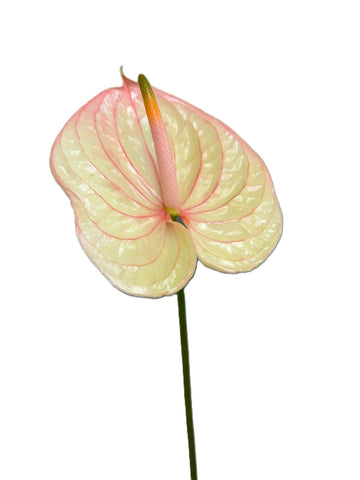 FreshCut Anthurium
