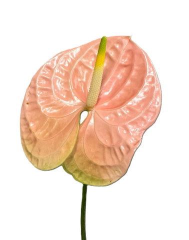 FreshCut Anthurium