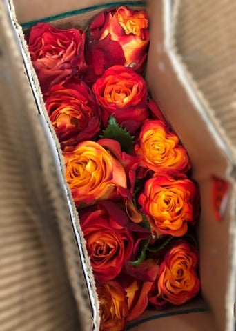 FreshCut Rose