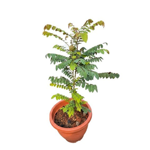 Belimbing (Averrhoa Bilimbi)