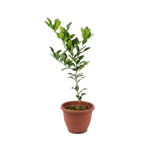Kaffir Lime (Citrus Hystrix)