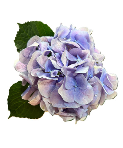 FreshCut Hydrangea