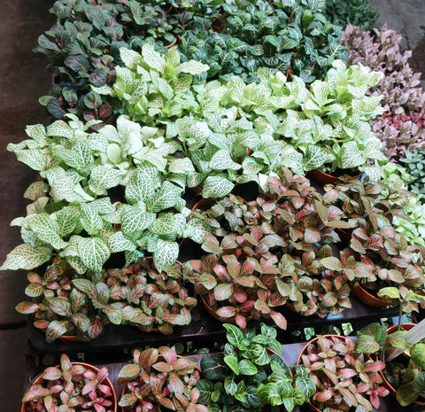 Fittonia Albivenis (Mosaic Plant)