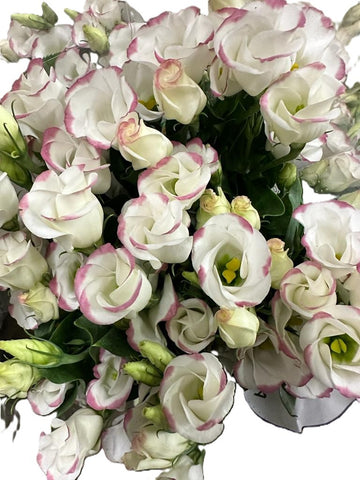 FreshCut Eustoma