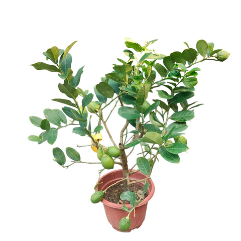 Lemon - Grafted (Citrus Limon)