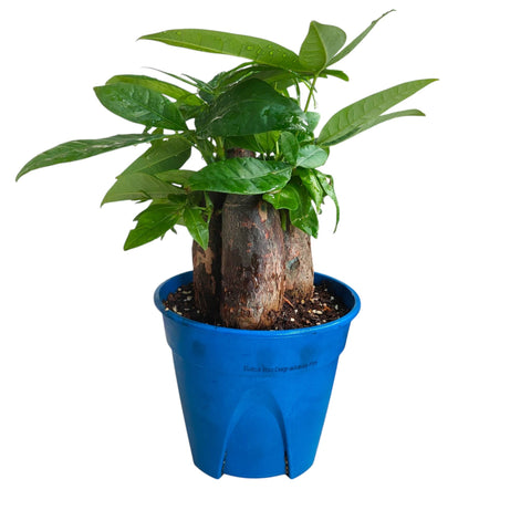 Money Tree (Pachira Aquatica)