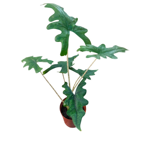 Alocasia Jacklyn