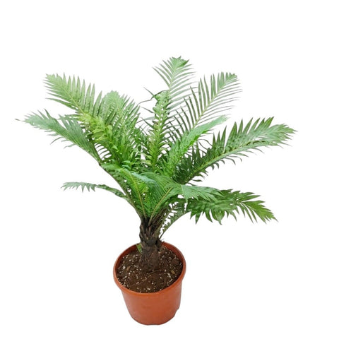 Blechnum Gibbum (Dwarf Tree Fern)