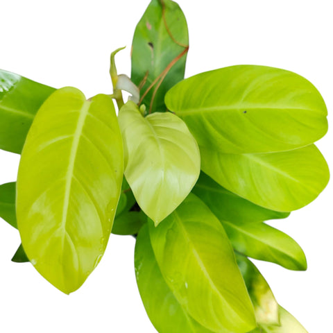 Philodendron Moonlight