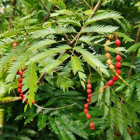 Seeds: Everfresh tree (Pithecellobium confertum)