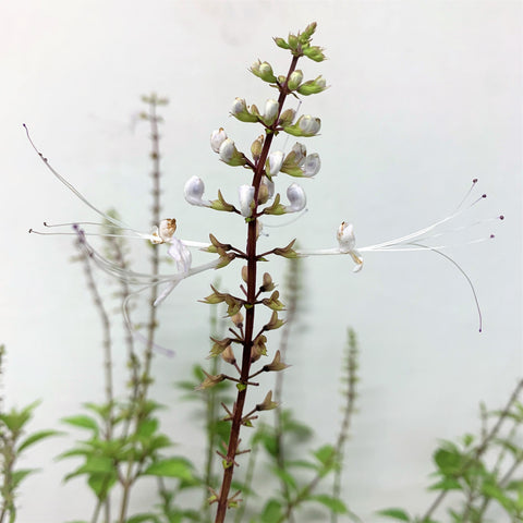 Cat's Whiskers 貓鬚草 (Orthosiphon Aristatus - Misai Kucing)