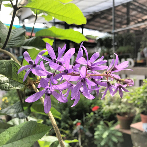 Sandpaper Vine (Petrea Volubilis)