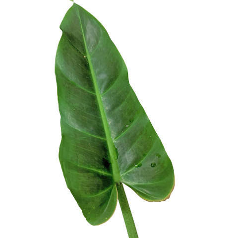 Philodendron subhastatum