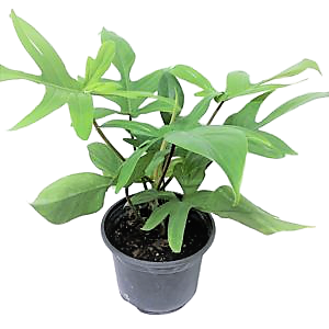Philodendron Florida Ghost