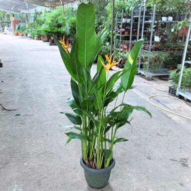 Heliconia (Parrot Beak Plant)