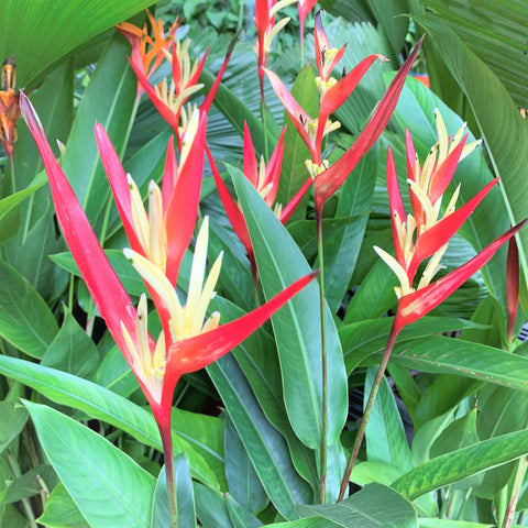 Heliconia (Parrot Beak Plant)