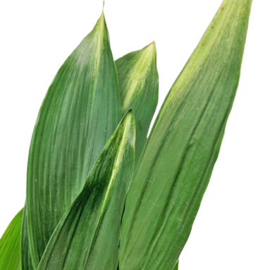 Aspidistra Elatior (Cast Iron Plant)